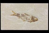 Bargain Fossil Fish (Knightia) - Wyoming #150578-1